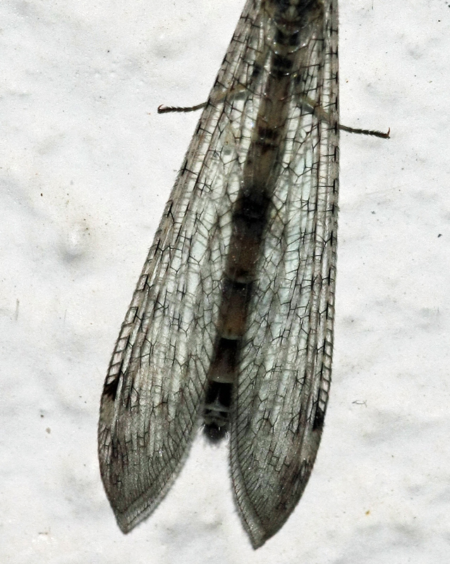Megistopus mirabilis on Crete(Greece)?
